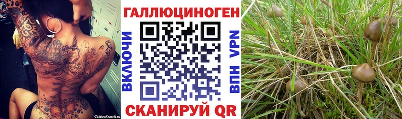 дарк нет как зайти  Ладушкин  Псилоцибиновые грибы мицелий  наркотики 